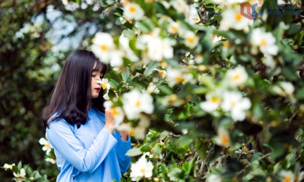 Về Lục Hồn ngắm mùa hoa sở đẹp nhất năm