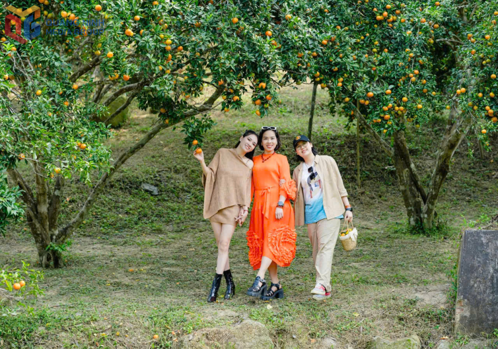 Những vườn cam sai trĩu quả ...