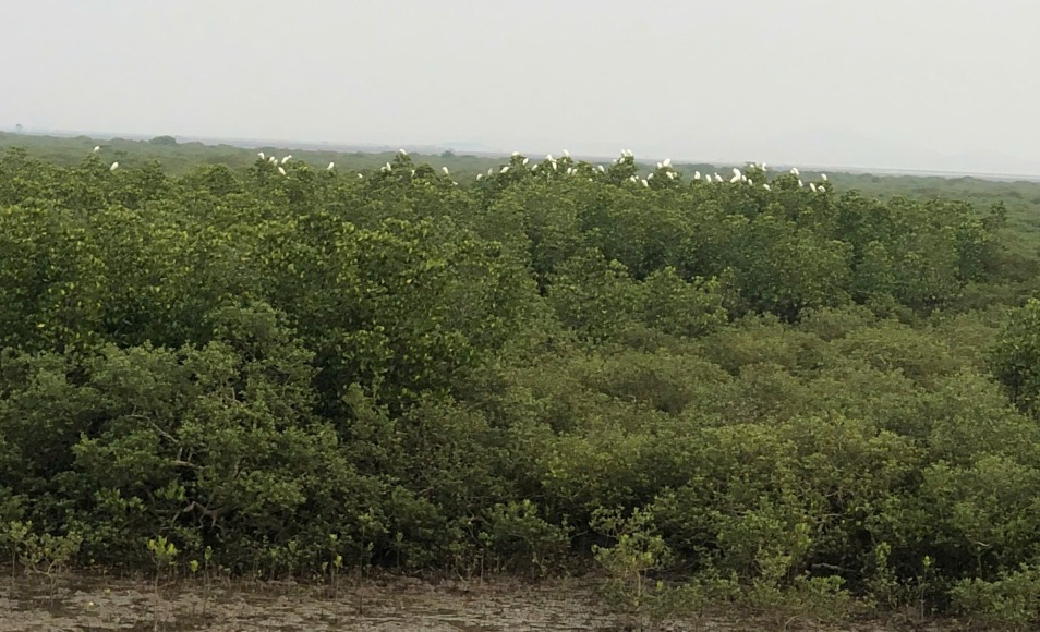 Đàn cò trở về nơi rừng ngập mặn Quảng Hà.