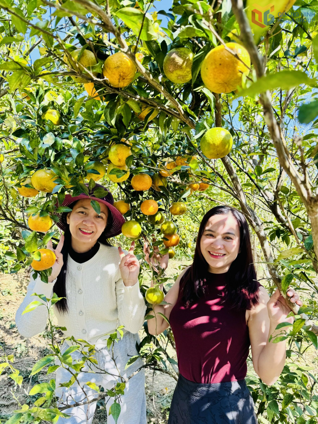 Du khách trải nghiệm hái cam tại vườn tại đặc khu Vân Đồn