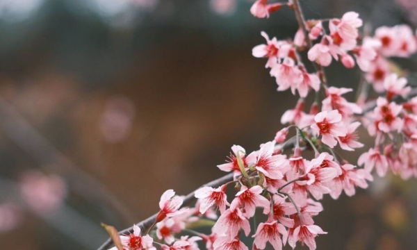 Mùa hoa anh đào khoe sắc giữa bản làng vùng biên Nghệ An